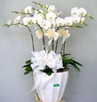 Chậu lan hồ điệp
