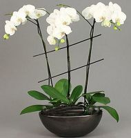 Lan hồ điệp