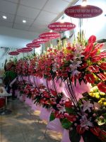KG(13) Hoa khai giảng - khai trương