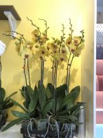 Lan hồ điệp cành 180,000 (3)