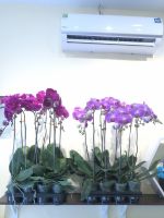 Lan hồ điệp cành 320,000 (4)