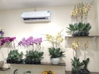 Lan hồ điệp cành 320,000 (5)