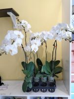 Lan hồ điệp cành 320,000/ cành(7)