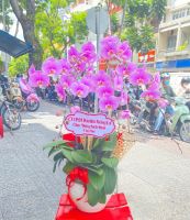 LHD(16) Chậu lan hồ điệp 8 cành