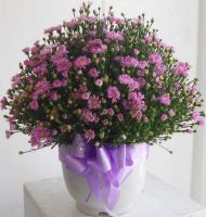 Hoa cắm bình